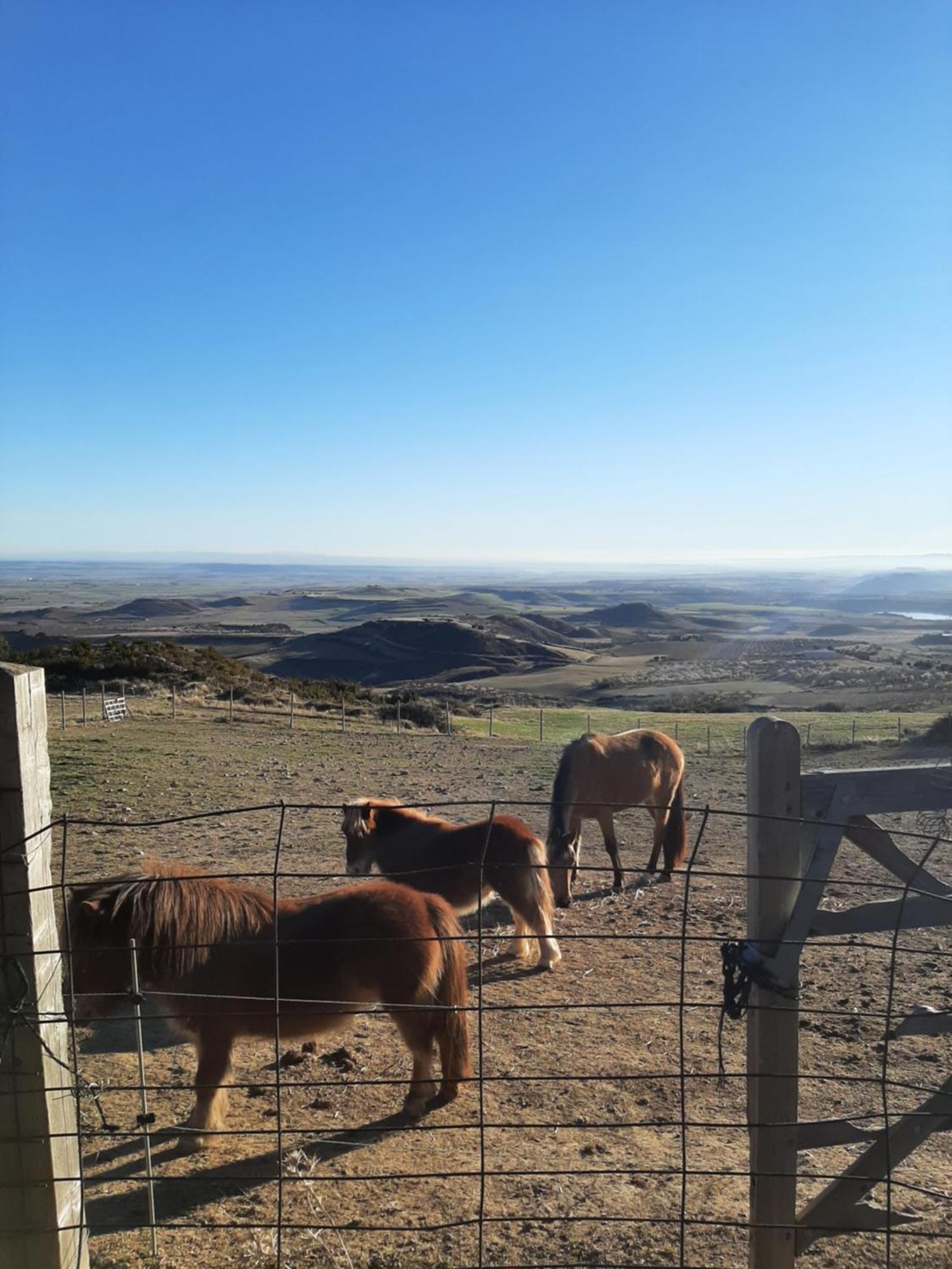 Hotel Rural Flor De Almendro 拉奥雷 外观 照片
